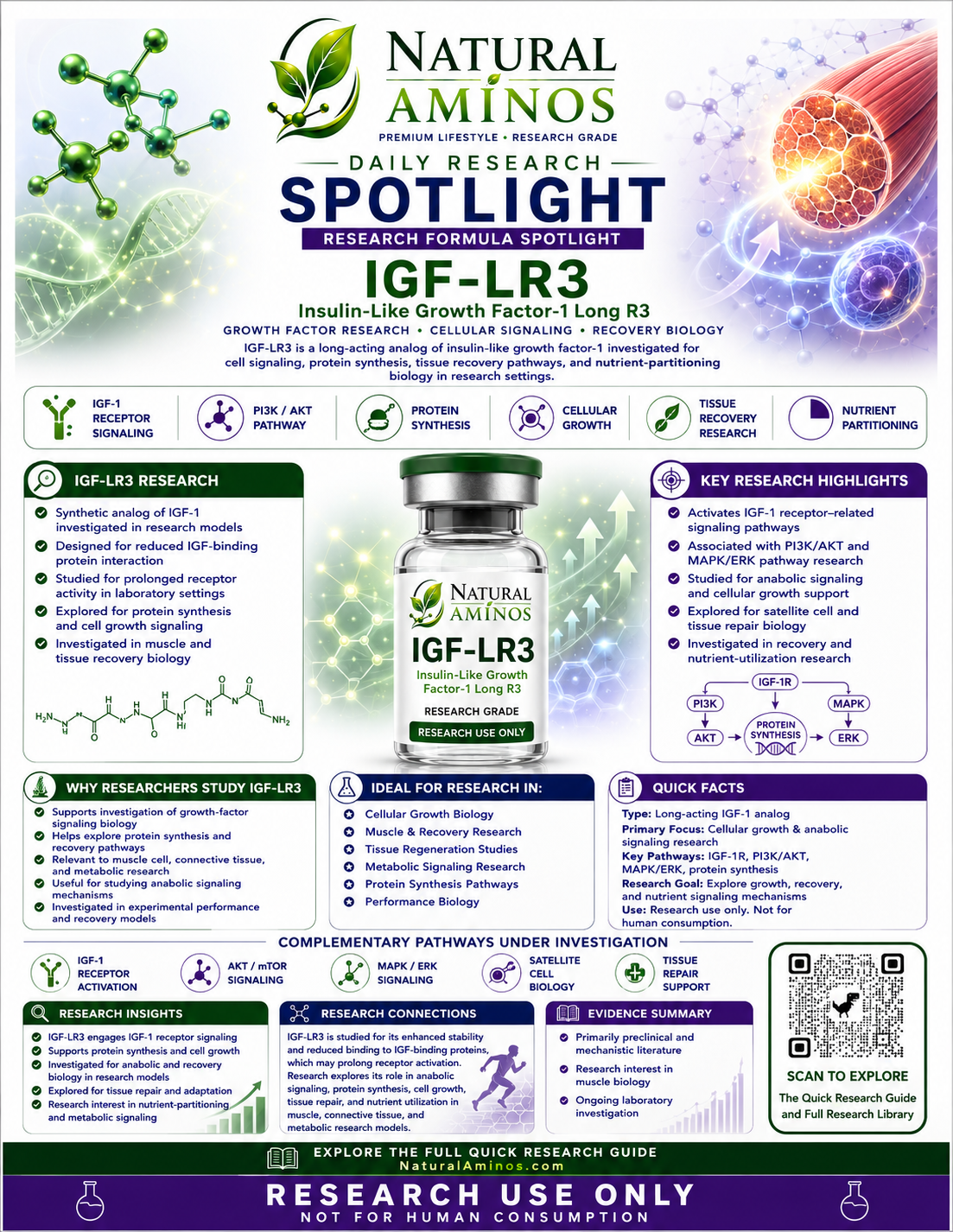 IGF-1 LR3 research graphic