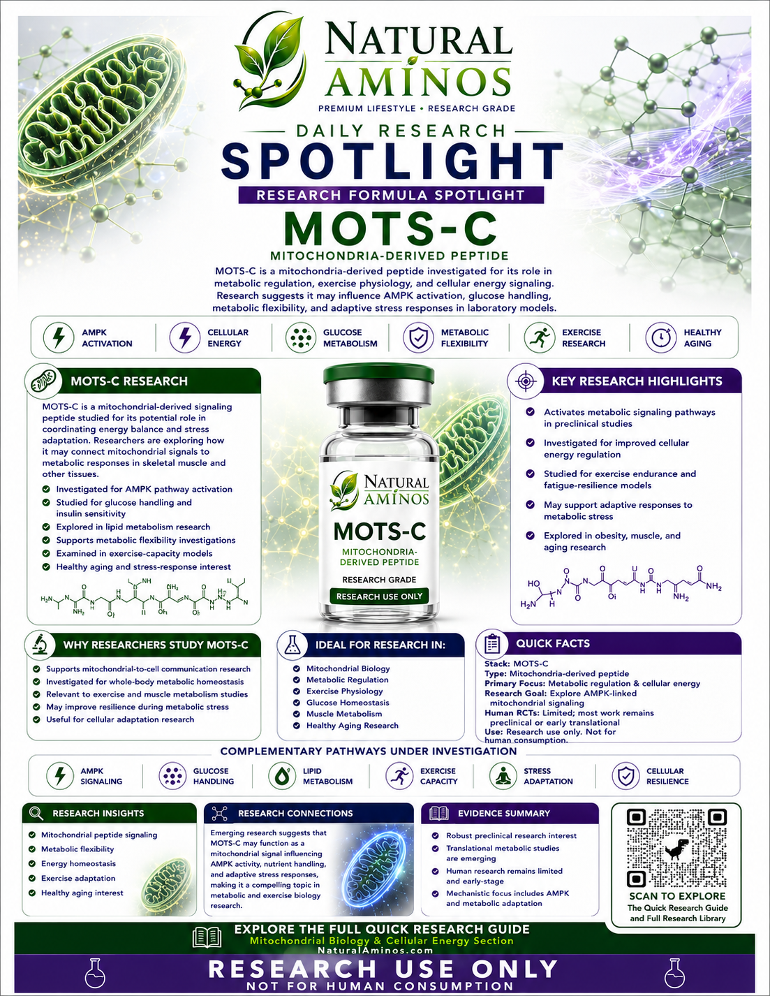 MOTS-c research graphic